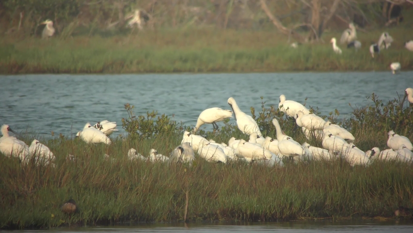 Black-faced Spoonbills resting by the  water 