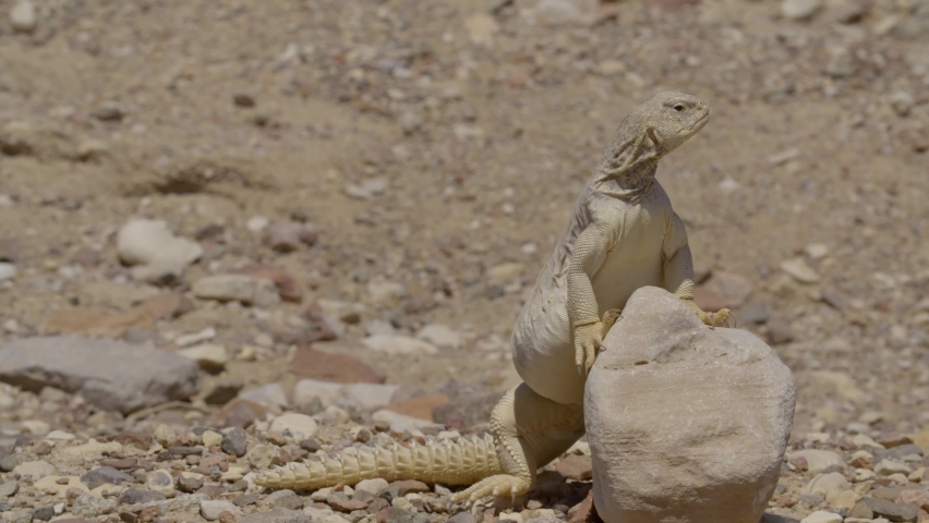 Close-up of Egyptian spiny-tailed lizard (Uromastyx aegyptia) Standing on a rock and looking around Royalty-Free Stock Footage #1083810511