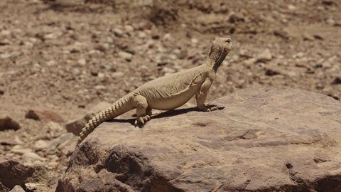 27 Egyptian Spiny Tailed Lizard Stock Video Footage - 4K and HD Video Clips  | Shutterstock