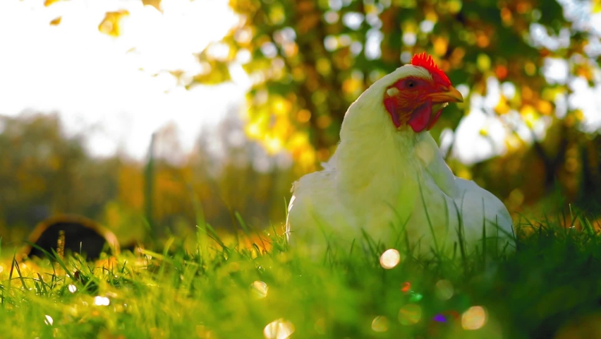 White hen sitting in the yard with green grass and sun during autumn
 Royalty-Free Stock Footage #1083811090