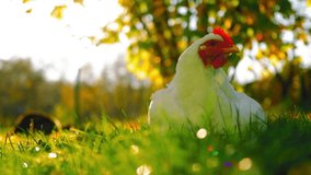 White hen sitting in the yard with green grass and sun during autumn

