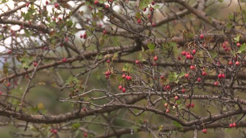 Red rosehip tree in spring
