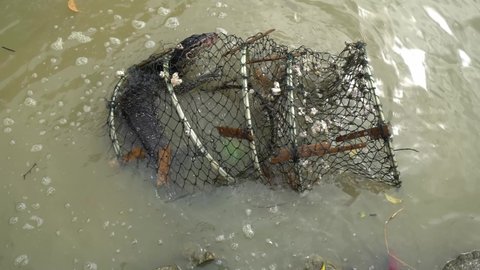 Monitor lizard trapped in crab trap struggle to run away