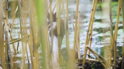 The Great-crested grebe (Podiceps cristatus) is hiding in a thicket of reeds near the nest and makes an alarm call