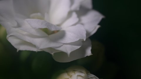 Macro footage of a beautiful Kalanchoe blossfeldiana 'Calandiva White' flower 