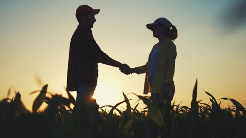 Agriculture. two farmers shake hands, conclude a business contract for a corn field. agriculture sale harvest concept. business handshake of farmers in a corn field. shake sunlight hands agriculture