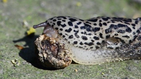The slug eats the dried cherry fruit. The structure of the radula or grater is clearly visible. Limax maximus, leopard slug, great grey slug, keeled slug. 4K UHD video footage 3840X2160.
