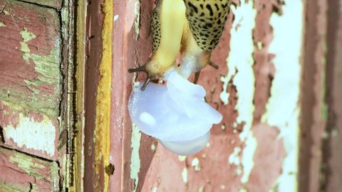 Mating slugs. Limax maximus, leopard slug, great grey slug, keeled slug.  4K UHD video footage 3840X2160.