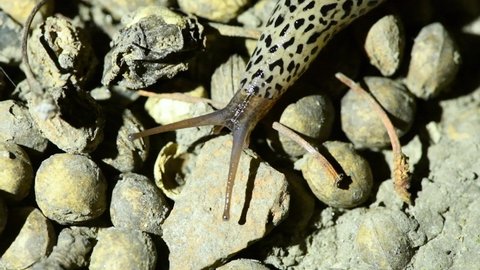 Limax maximus, leopard slug, great grey slug, keeled slug. Slug climbs on dry ground. 4K UHD video footage 3840X2160.