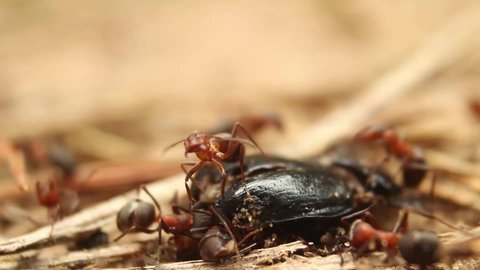 Red ants (formica rufa) eating the beetle's (Geotrupes  stercorarius) flash