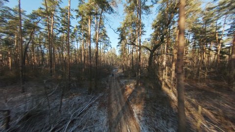 Dirt road in the forest. Winter coniferous forest on a sunny day. Aerial view. Forest landscape. The camera flies through the trees. Forest road