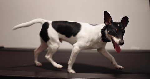 A Toy Fox Terrier dog walking on a treadmill. 
