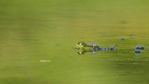 green frog in the swamp. video of amphibians that can live on land and water. Malayan giant toad frog or river toad.
