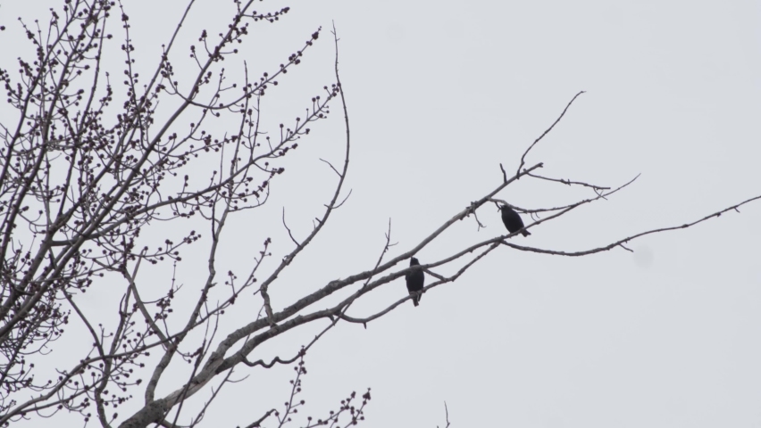 two blackbirds sitting on a tree branch