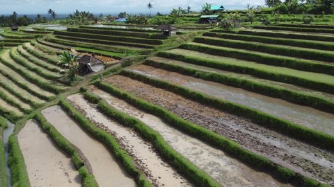 Aerial View of Rice Fields Ready to be Planted. Drone Shot Close Up to the Rice Field 