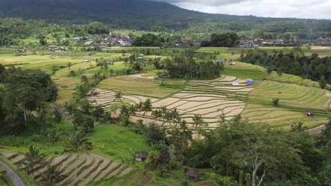 Aerial View of Beautiful Agriculture in Rice Fields for Cultivation. Rice Terraces from Drone Shot. Natural Texture for Background 