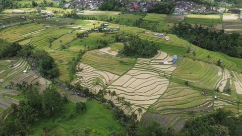 Aerial View of Beautiful Agriculture in Rice Fields for Cultivation. Rice Terraces from Drone Shot. Natural Texture for Background 