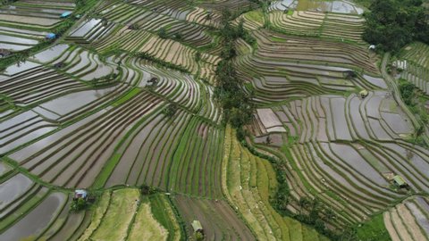 Aerial View of Agriculture in Paddy Rice Fields for Cultivation. Agricultural Land with Green in Countryside. Agriculture Concept Growing Rice Plants. Nature Aerial Footage