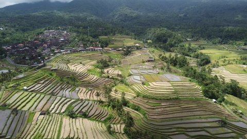 Aerial View of Agriculture in Paddy Rice Fields for Cultivation. Agricultural Land with Green in Countryside. Agriculture Concept Growing Rice Plants. Nature Aerial Footage