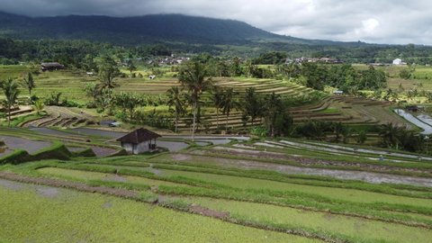Aerial Drone View Moving Over Rice Terraces Field Plantations. Aerial View of Lush Green Rural Rice Fields ready to Planted, December 2021 