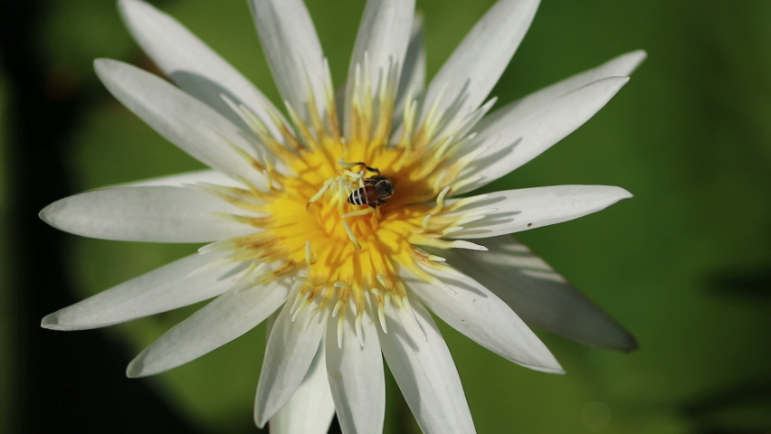White water lily with the bees in natural light, Nature background