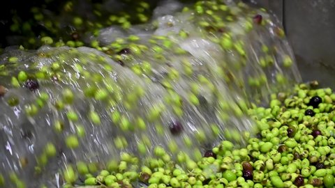 Machine washing olives for olive oil production in Greece