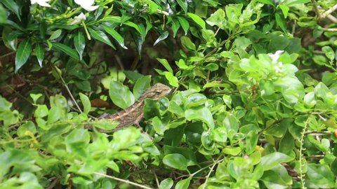 SINGAPORE - 13 DEC 2021: A healthy young Oriental Garden Lizard (Calotes versicolor) is seen basking on the leaves of a shrub in Esplanade Forecourt Garden. It usually grasps a tree trunk to bask. 