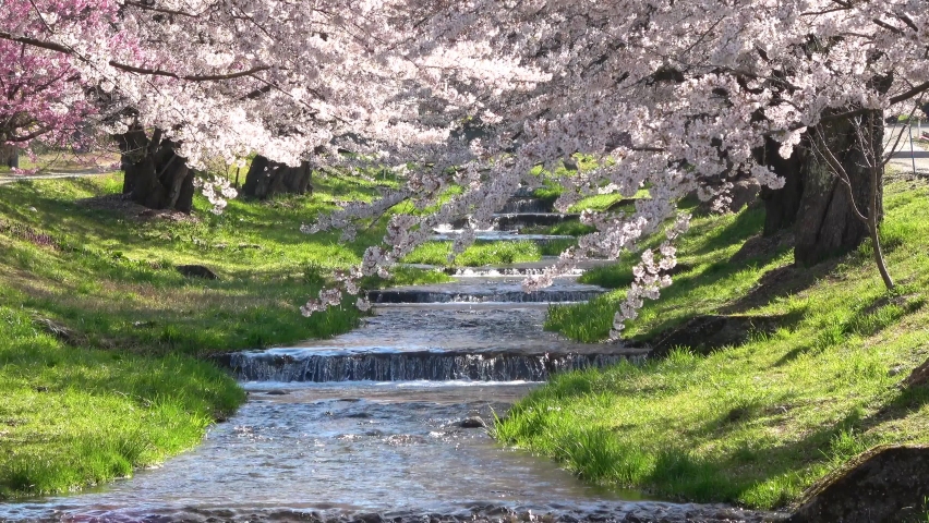 Cherry blossoms on the Kannonji River (Inawashiro Town, Fukushima Prefecture) Royalty-Free Stock Footage #1083843475