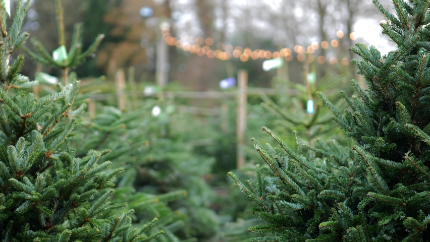 Lines of Christmas Trees for sale. Festive green outdoor background