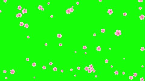 Pink petals. Abstract falling cartoon cherry blossoms. Spring background. Isolated flowers. Green screen. Loop. 59,94 fps