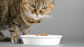 Cat eats pet food from a bowl, close up. 4K UHD video