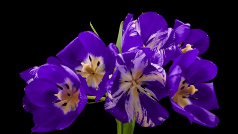 Beautiful purple tulip flowers background. Beautiful bouquet of Purple tulips on black background. Springtime. Mother's day, Holiday, Love, birthday, Easter