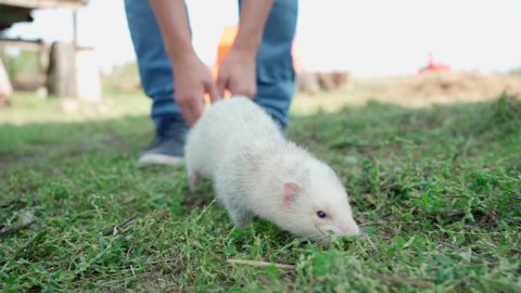 The albino white ferret was released by a farmer and he runs through green grass and amusingly shakes grass off his head. Farm, petting zoo, Veterinary medicine, Love of animals, Breeding. Farming