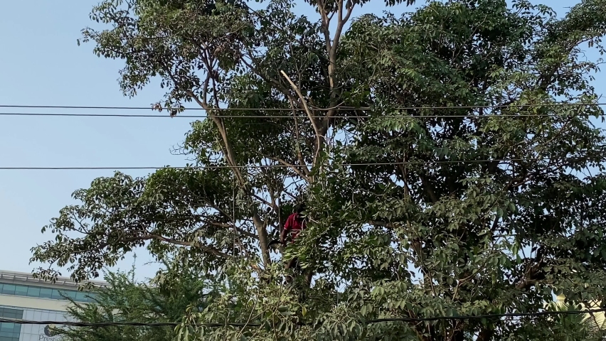 Worker cutting tree branches on the overhead electric wire 