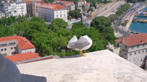 Seagull is cleaning feathers on the observation deck. Panoramic top view of the city of Split in Croatia from the Split Cathedral and the bell tower of St. Domnius (Dujma). In the background there is 