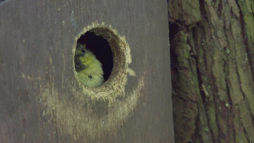 Baby blue tit waiting at the nest box entrance to be fed, with two feeds shown