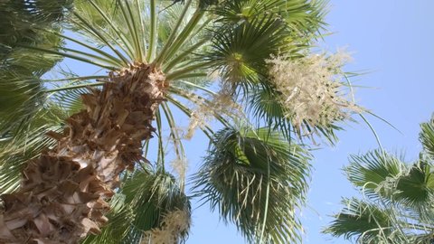 Close-up of blooming date palm on blue sky background. Date palm flowers and leaves in the wind (4K-60fps)