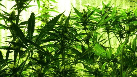 Medical marijuana 4K footage for design and decoration. Cannabis bush close up. Tetrahydrocannabinol macro pattern. Green biological background. Cannabis leaves. Sedative concept.