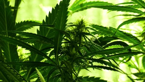 Medical marijuana 4K footage for design and decoration. Cannabis bush close up. Tetrahydrocannabinol macro pattern. Green biological background. Cannabis leaves. Sedative concept.
