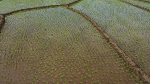 Aerial drone view of agriculture in rice on a beautiful field filled with water. Flight over the green rice field during the daytime. Natural the texture background.
