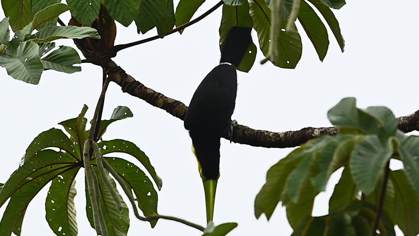 Keel-billed Toucan  (Ramphastos sulfuratus) perched on branch eating seedlings from Ambay pumpwood (Cecropia pachystachya) tree.