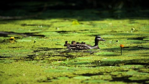 Duck with ducklings on a city pond among duckweed. Wild duck with ducklings in the city pond.