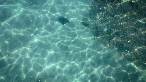 Ascending Aerial Directly Above Eagle Ray Revealing Goat Island Marine Reserve Seabed Through Shimmering Water, New Zealand