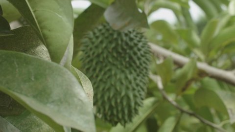 soursop fruit on tree closeup farm