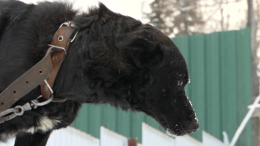 Dog In Winter Tied On A Chain.