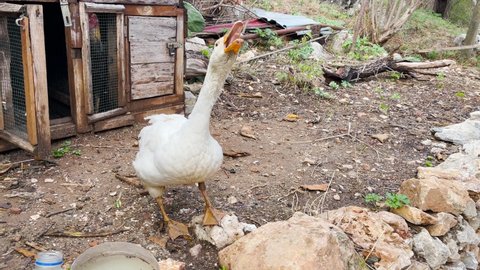 An angry white goose hisses and frightens in the poultry yard. In the background, a cage for poultry.