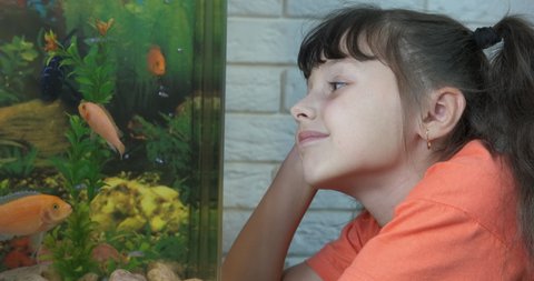 Look at fish swimming. A happy girl relax while looking at swimming cichlides in the room.