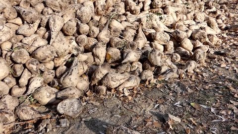 raw sugar beet ready to be processed, large quantities of sugar beet stocked for making sugar,