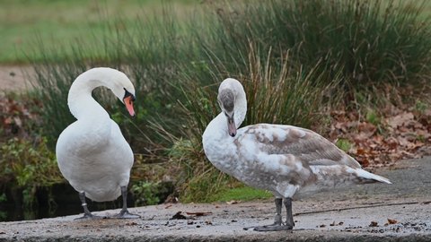Adult and juvenile swans preening