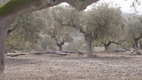 A herd of Spanish Iberian pigs sleeping in the field. Pigs sleeping in the open air. Young pig moving on a tree. Andalusian Mediterranean trees and pigs taking a nap. Forest with sandy soil and rocks.